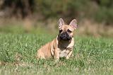 BOULEDOGUE FRANCAIS 628